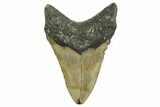 Serrated, Fossil Megalodon Tooth - North Carolina #338548-1
